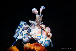 Harlequin Shrimp by Julian Hsu 